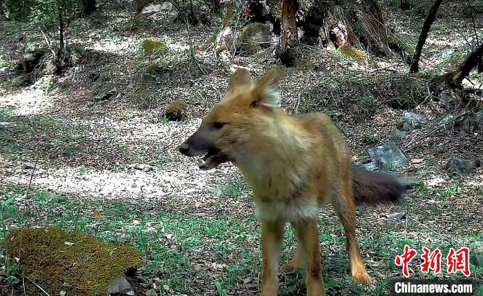 青?；ブ鄙搅謪^(qū)首次記錄到豺活動影像