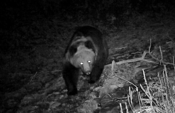 青?；ブ鄙?0年來首次發(fā)現(xiàn)棕熊活動(dòng)軌跡