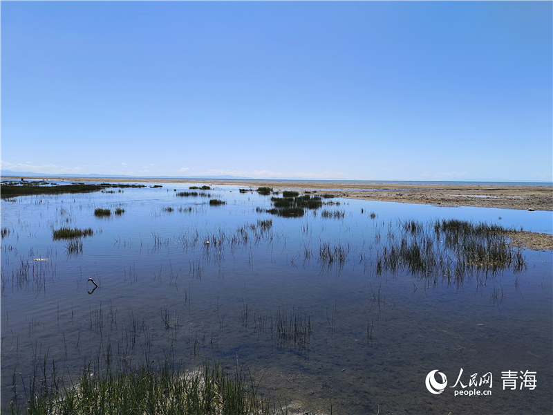   青海湖仙女灣。人民網(wǎng) 張莉萍攝