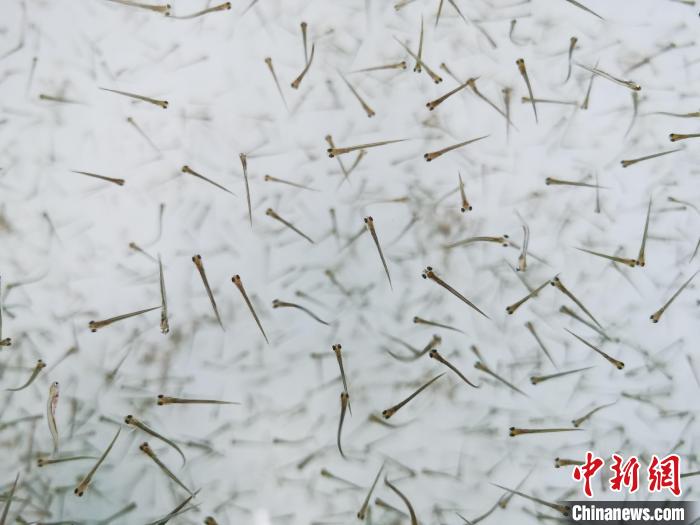 探訪青海湖湟魚(yú)“育嬰室”：“密集”育苗，體重10克放流