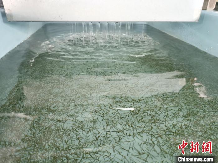 圖為正在育苗。　張?zhí)砀?攝