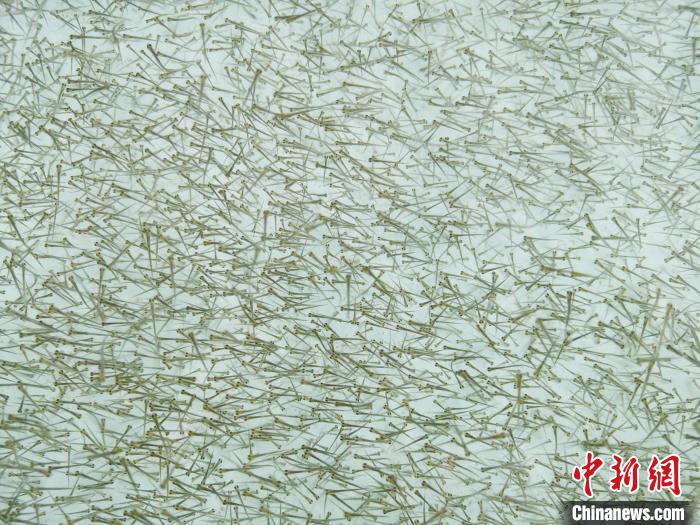 圖為密集培育的魚(yú)苗?！?zhí)砀?攝