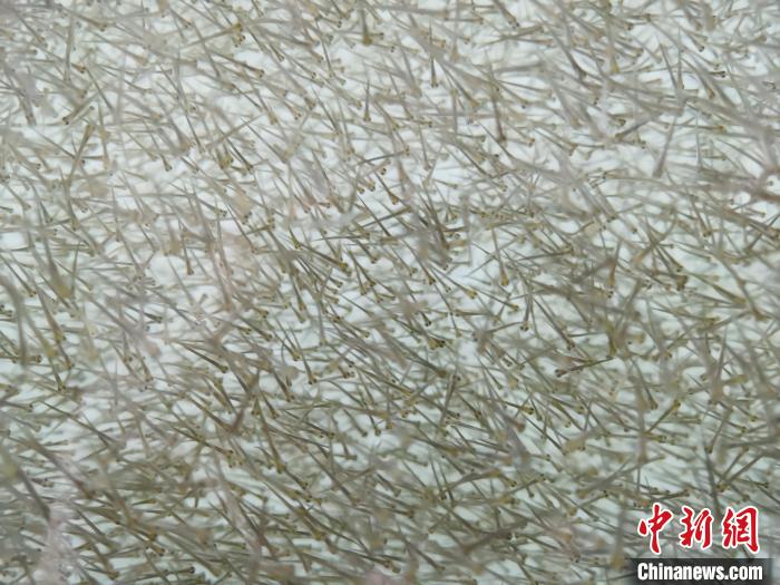圖為密集分布的魚(yú)苗。　張?zhí)砀?攝
