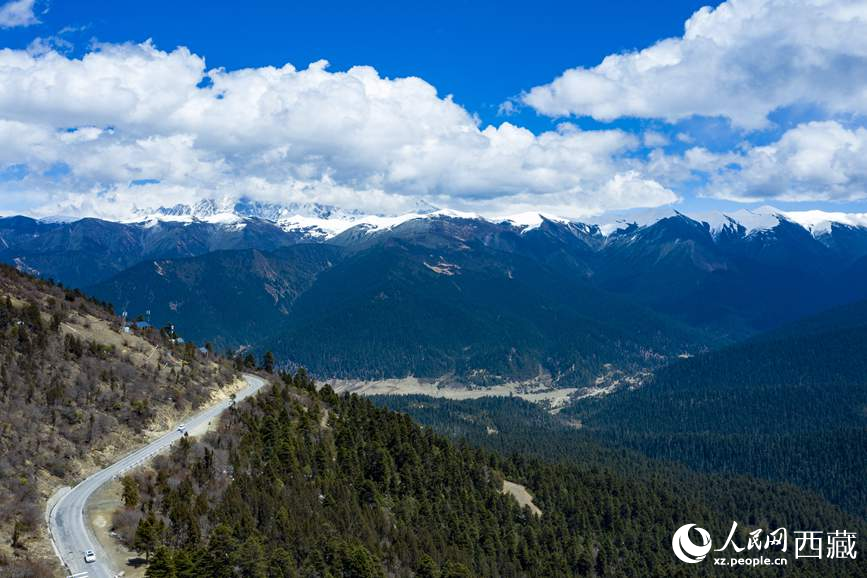 圖為在海拔4700多米的色季拉山，觀測從森林到草甸的多種植被類型。