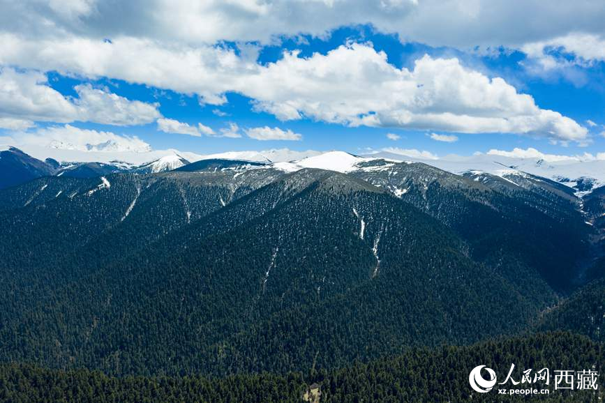 圖為在海拔4700多米的色季拉山，觀測從森林到草甸的多種植被類型。