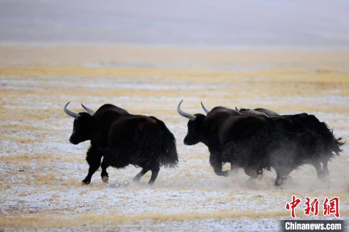 牦牛如何適應(yīng)低氧環(huán)境？中科院團隊發(fā)現(xiàn)牦牛特有肺內(nèi)皮細胞起作用