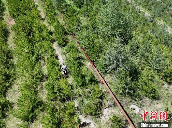 航拍建行青海省分行綠化區(qū)施工隊隊長盧占祥正在巡護(hù)綠化區(qū)?！∑钤鲚?攝