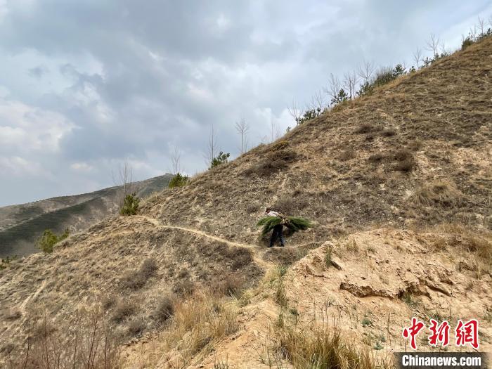 資料圖為建行青海省分行綠化區(qū)施工隊隊員人工運樹苗?！〗ㄐ星嗪Ｊ》中泄﹫D