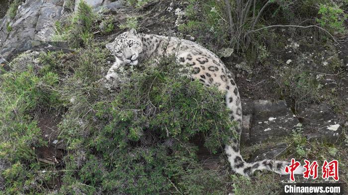 圖為雪豹向牧民攝影師方向張望。(資料圖) 公尕日 攝