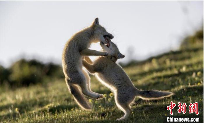 圖為郝進(jìn)芳的作品《難分勝負(fù)》?！∏嗪Ｊ∑钸B山自然保護(hù)協(xié)會(huì)供圖