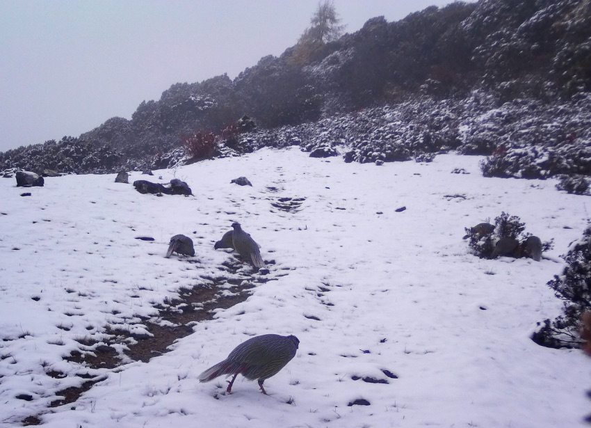 血雉。涼山州委宣傳部供圖