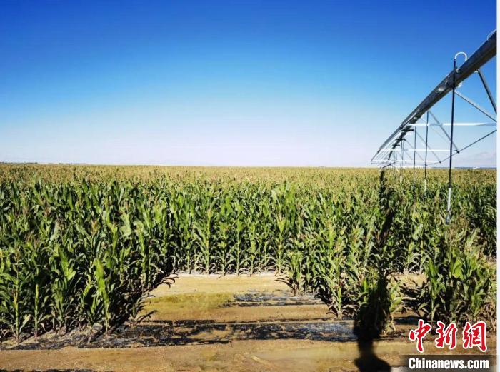 青?！凹Z改飼”項(xiàng)目收儲(chǔ)飼草44萬余噸