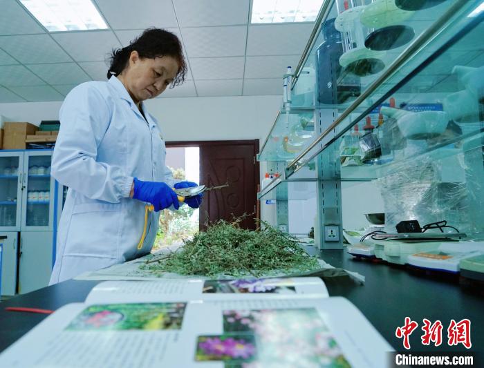 圖為張錦梅在實(shí)驗(yàn)室工作?！●R銘言 攝