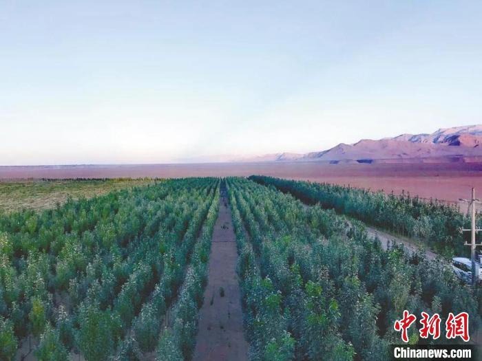 圖為格爾木境內(nèi)種植的綠樹(shù)。　格爾木融媒體中心供圖