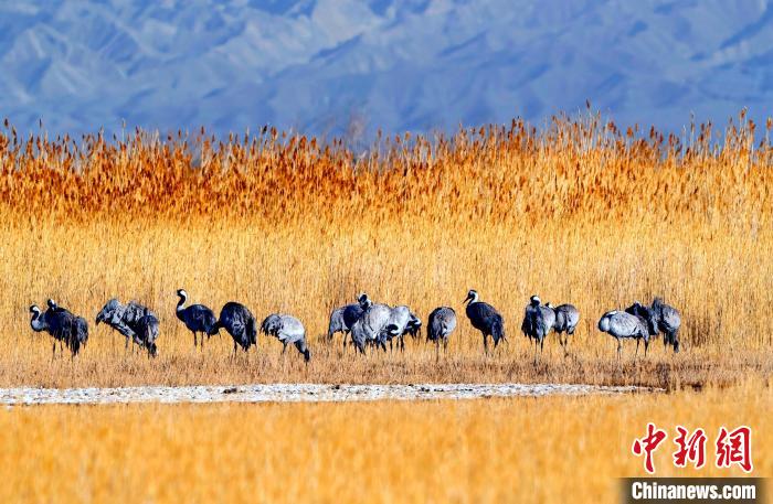 圖為可魯克湖野生水鳥覓食?！〉铝罟形麄鞑抗﹫D