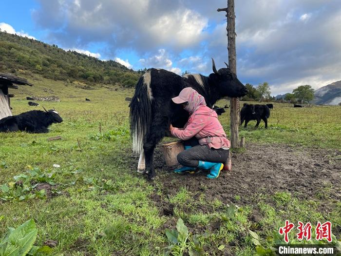 圖為9月27日早晨牧民擠牦牛奶。 <a target='_blank' href='/'><p  align=