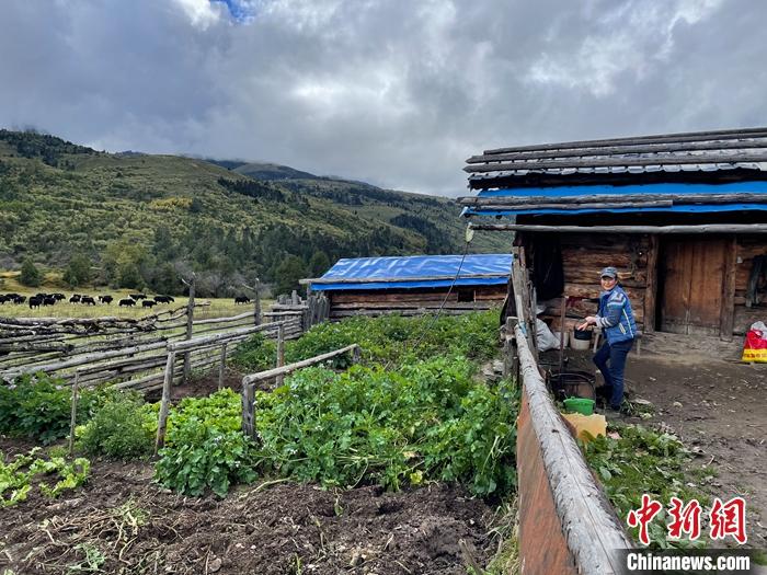圖為9月27日牧民的牧屋和菜園子。 <a target='_blank' href='/'><p  align=
