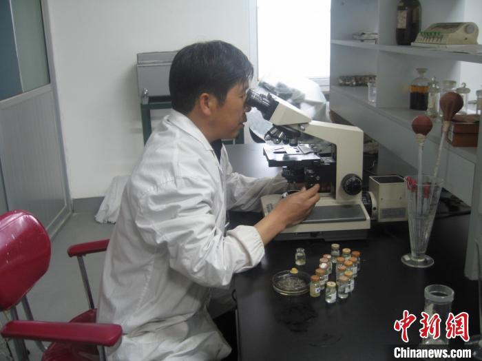 資料圖為研究團(tuán)隊(duì)進(jìn)行實(shí)驗(yàn)室寄生蟲分類鑒定。　 青海省畜牧獸醫(yī)科學(xué)院供圖