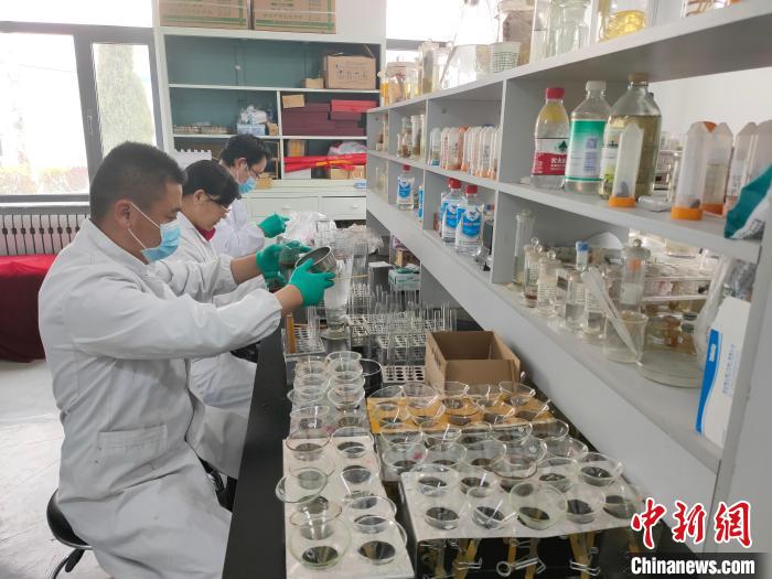 資料圖為研究團(tuán)隊(duì)進(jìn)行樣本檢查?！?青海省畜牧獸醫(yī)科學(xué)院供圖