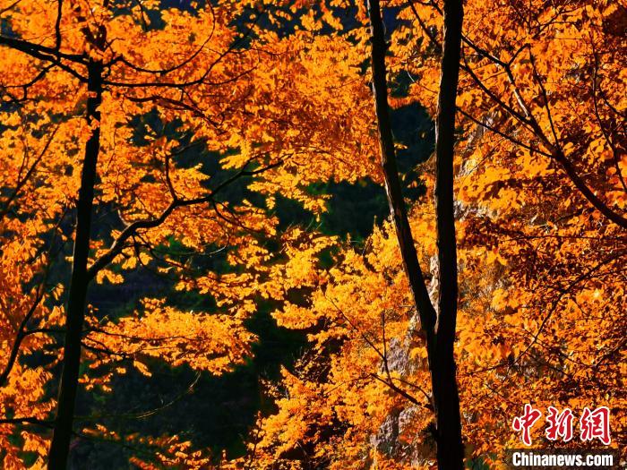 秋意濃。　朱平安 攝