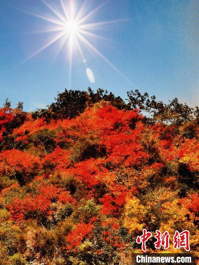 萬源市紅葉似火?！≈炱桨?攝