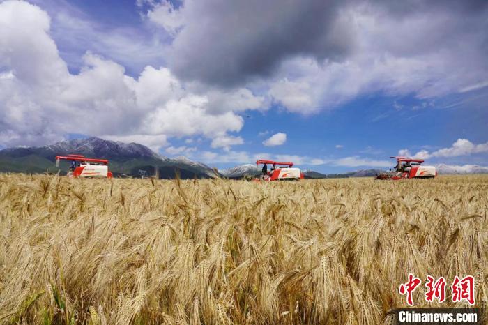 圖為青稞收獲?！±钣穹?攝