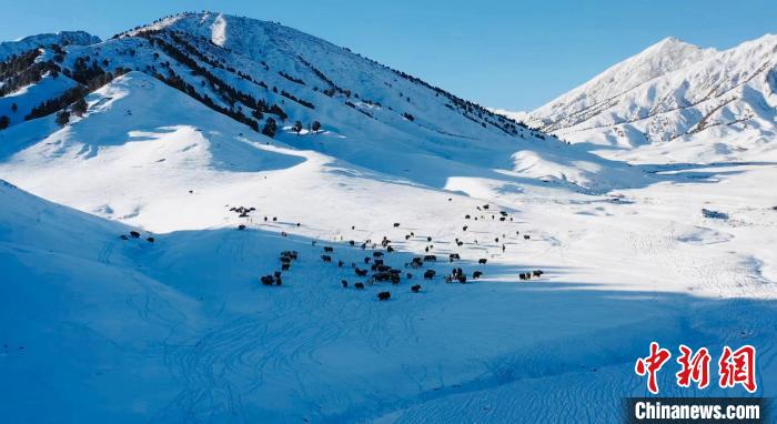 圖為牦牛群在雪地里覓食?！《继m縣融媒體中心供圖