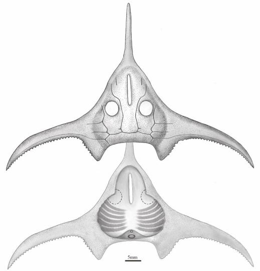 玉海翼角魚復(fù)原圖?！」ぢ?繪圖 攝