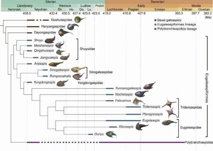 盔甲魚類的系統(tǒng)發(fā)育關(guān)系及地史分布?！≈锌圃汗偶棺邓?供圖