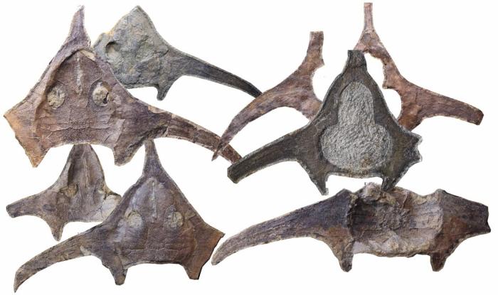 玉海翼角魚化石照片。　蓋志琨 攝