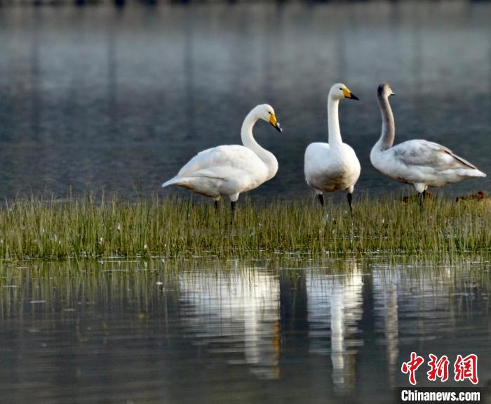 圖為三只大天鵝?！±钣穹?攝