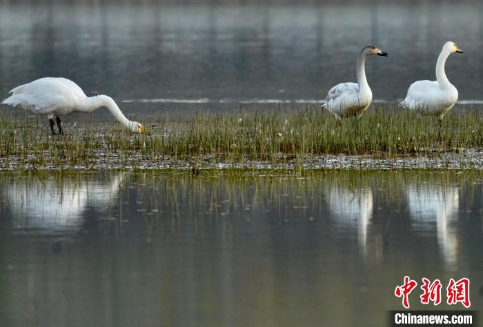 圖為三只大天鵝在黃河灘地嬉戲。　李玉峰 攝