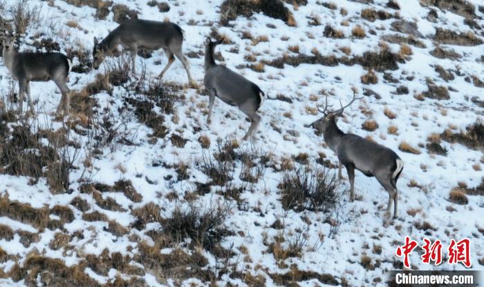 圖為巖羊和馬鹿集體覓食?！《继m縣融媒體中心 供圖
