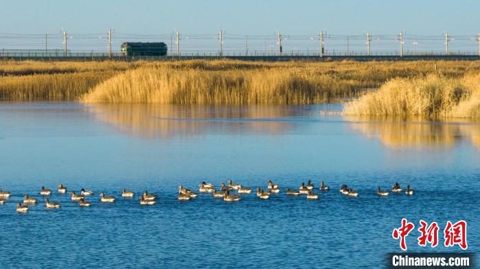 圖為多種野生鳥類在湖中游蕩。　何啟金 攝