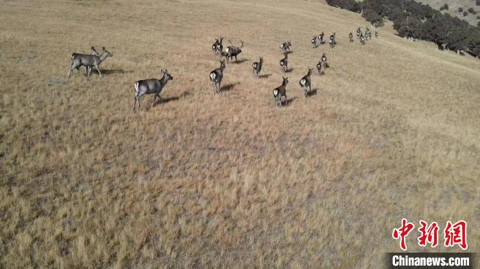 圖為馬鹿群在草地中漫步。　才仁 攝