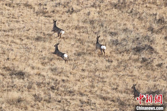 呆萌狍鹿“組團”現身青海河南縣