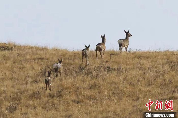 圖為狍鹿在山間漫步?！〔彭椖霞?攝