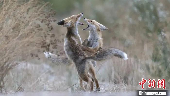 圖為同海元的作品《第一回合》?！∏嗪Ｊ∑钸B山自然保護協(xié)會供圖