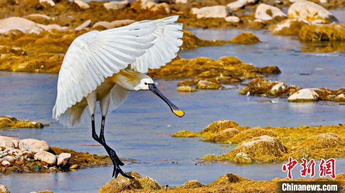 圖為白琵鷺?！?yán)桉 攝