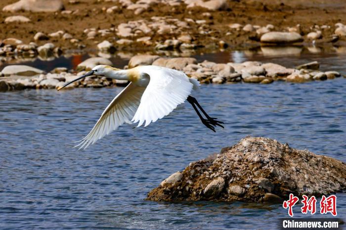 圖為準(zhǔn)備飛翔的白琵鷺?！?yán)桉 攝