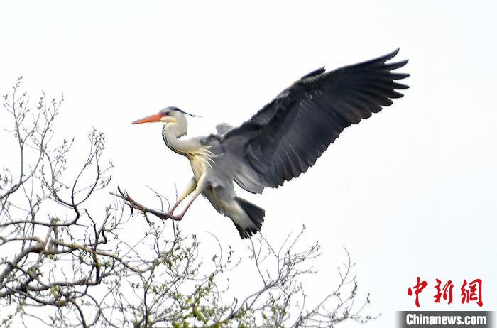蒼鷺在覓食嬉戲。　安源 攝