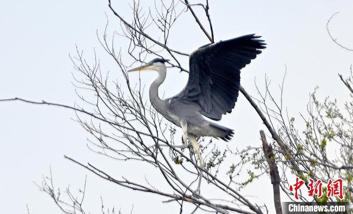 蒼鷺在覓食嬉戲?！“苍?攝