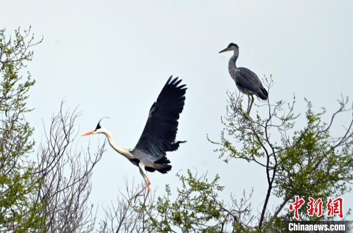 蒼鷺在覓食嬉戲?！“苍?攝