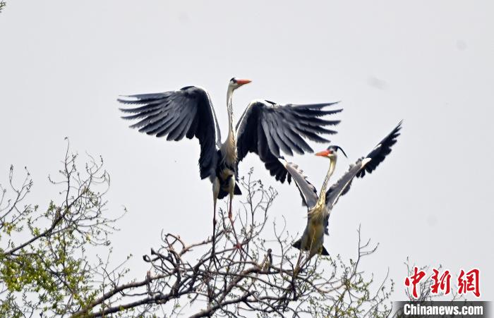 蒼鷺在覓食嬉戲。　安源 攝