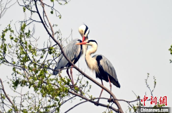 蒼鷺在覓食嬉戲。　安源 攝