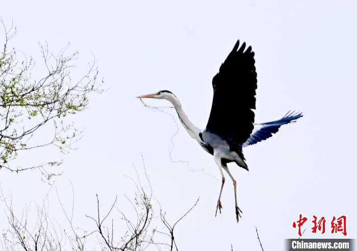 蒼鷺在覓食嬉戲?！“苍?攝