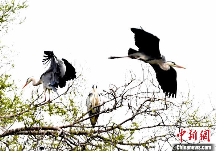 蒼鷺在覓食嬉戲?！“苍?攝