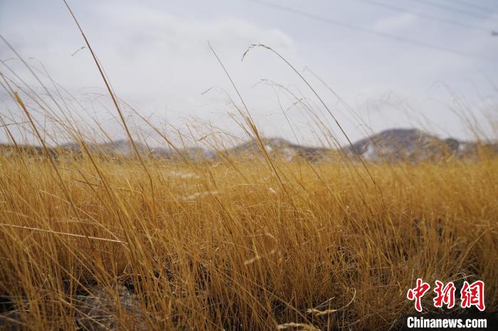 圖為青海省海西蒙古族藏族自治州天峻縣木里礦區(qū)草木茂盛?！●R銘言 攝