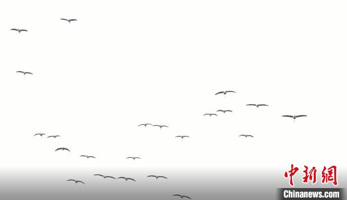 遷徙北歸。　天全縣融媒體中心 供圖