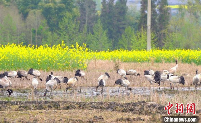 休息補給?！√烊h融媒體中心 供圖